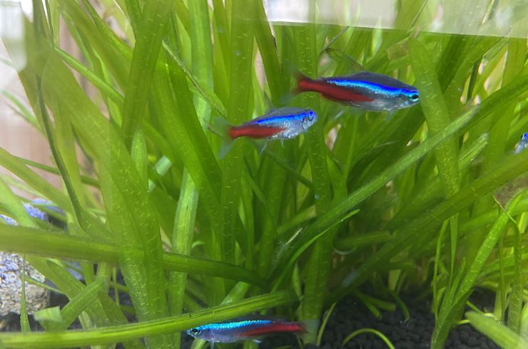 江別　大麻　いながき接骨院　水槽　アクアリウムセラピー