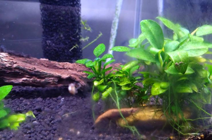 大麻　いながき接骨院　水槽シリーズ２