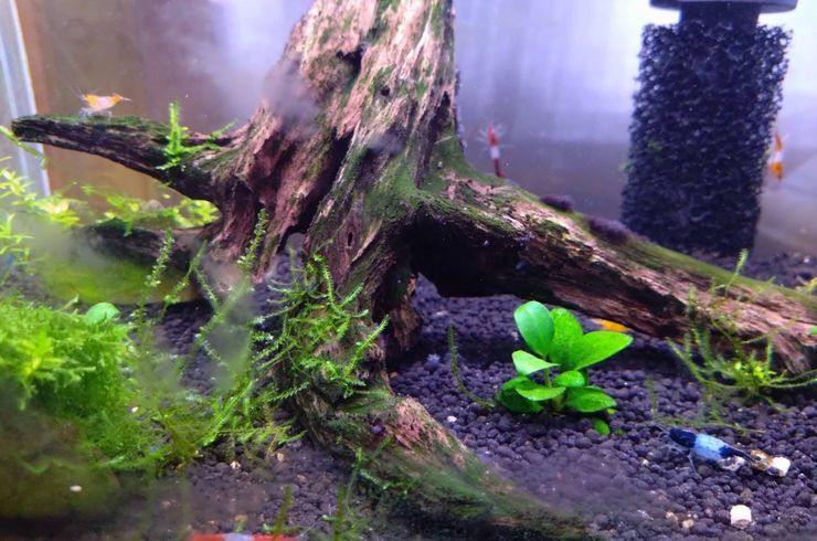 江別　大麻　いながき接骨院　エビの赤ちゃん